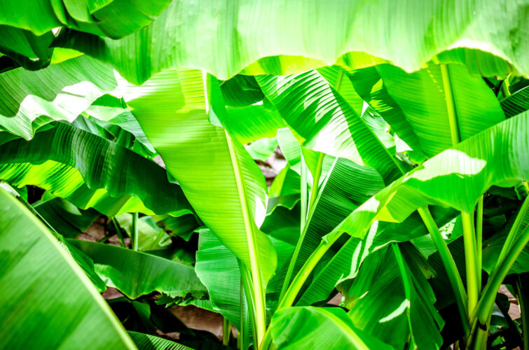 Fresh Banana Leaves and Indigenous Knowledge